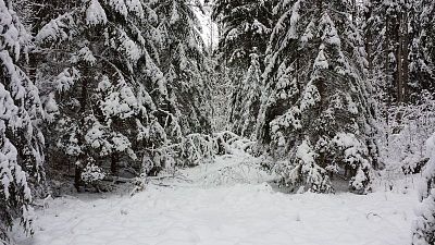 Хорошо в лесу зимой